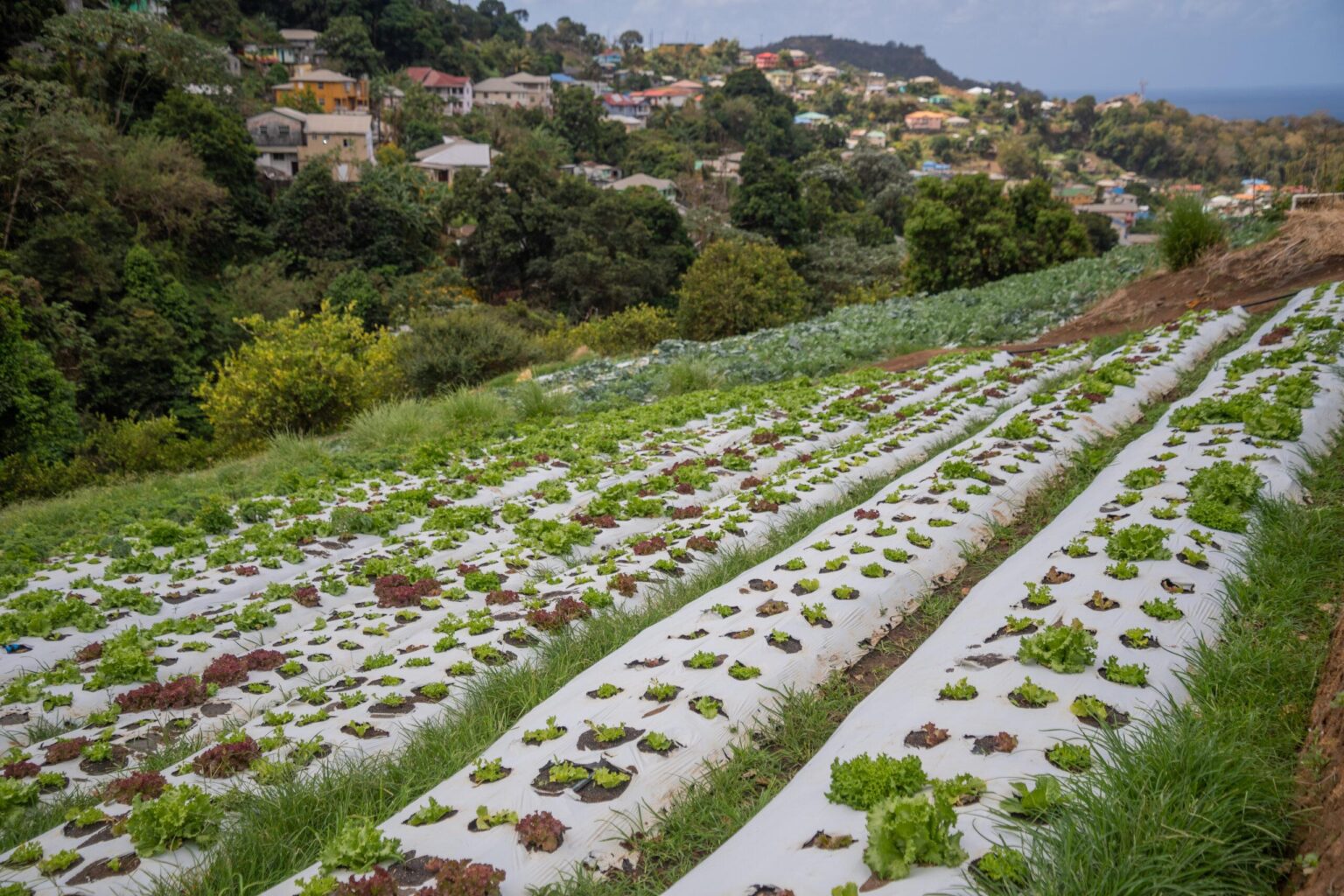 Boosting Caribbean Agriculture and Fisheries through Tech Advances