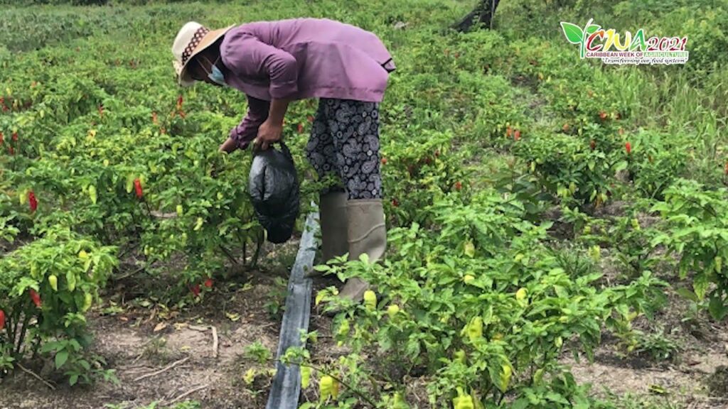 Empowering Caribbean Farmers: The Vital Role of Local Cooperatives Empowering Caribbean Farmers: The Vital Role of Local Cooperatives