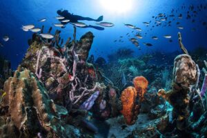 Explore the Best Caribbean Spots for Scuba Diving Adventures Explore the Best Caribbean Spots for Scuba Diving Adventures