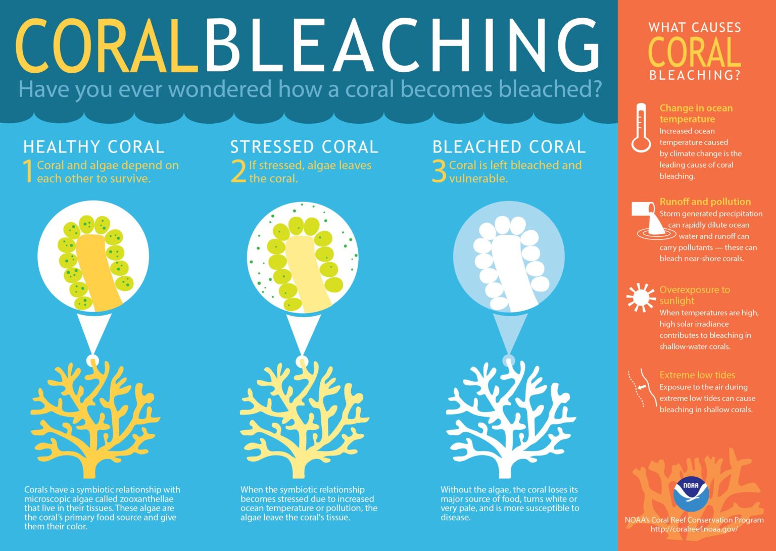 Understanding Coral Bleaching: Environmental Consequences Explored