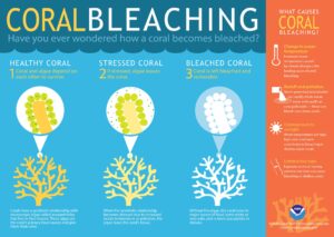 Understanding Coral Bleaching: Environmental Consequences Explored