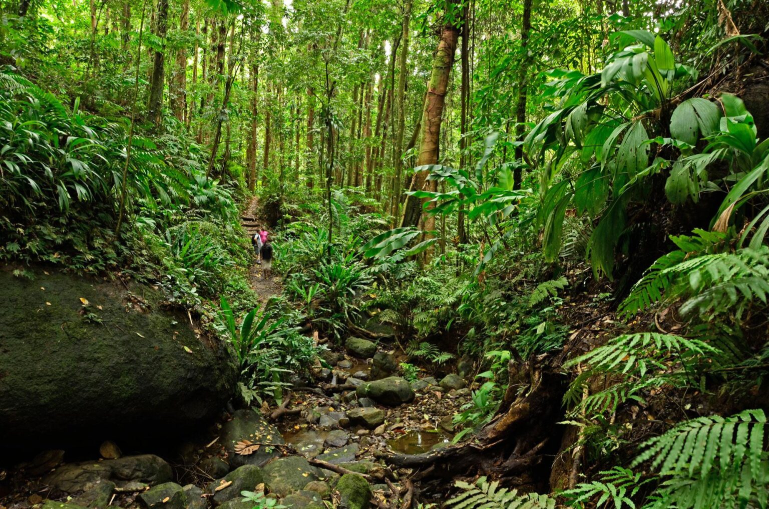 The Vital Role of Caribbean Rainforests in Global Ecology