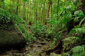 The Vital Role of Caribbean Rainforests in Global Ecology