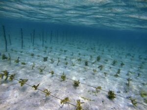 Exploring Sustainable Caribbean Seaweed Farming: A Green Future