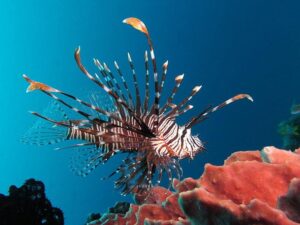 Exploring the Vibrant Ecosystems of the Caribbean Environment