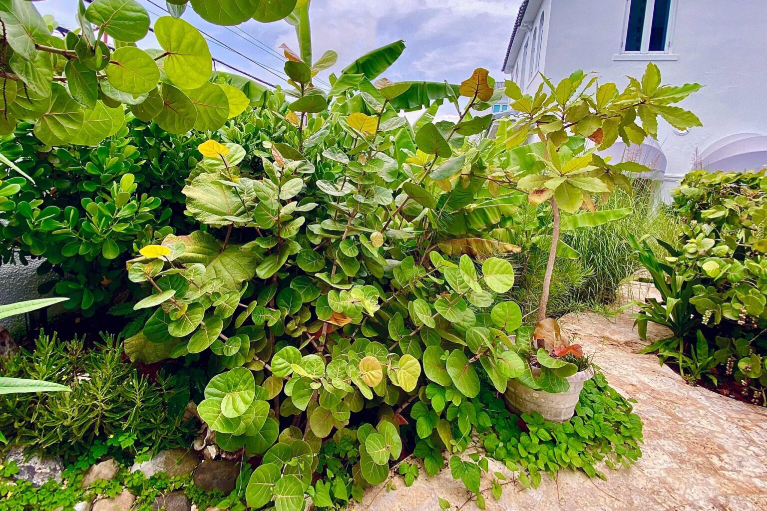 Discover the Caribbean’s Stunning Island Gardens and Botanic Wonders