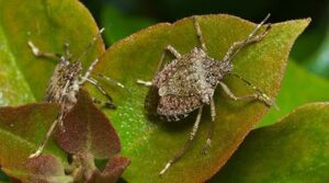 Confronting Invasive Species: A Caribbean Conservation Challenge