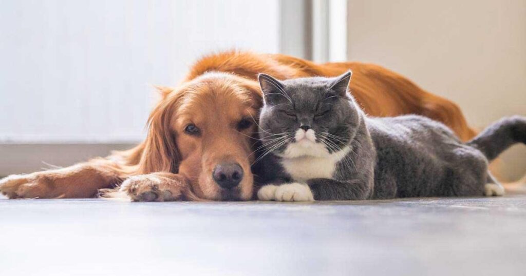 Embracing Pet and Farm Animal Care in Caribbean Homes