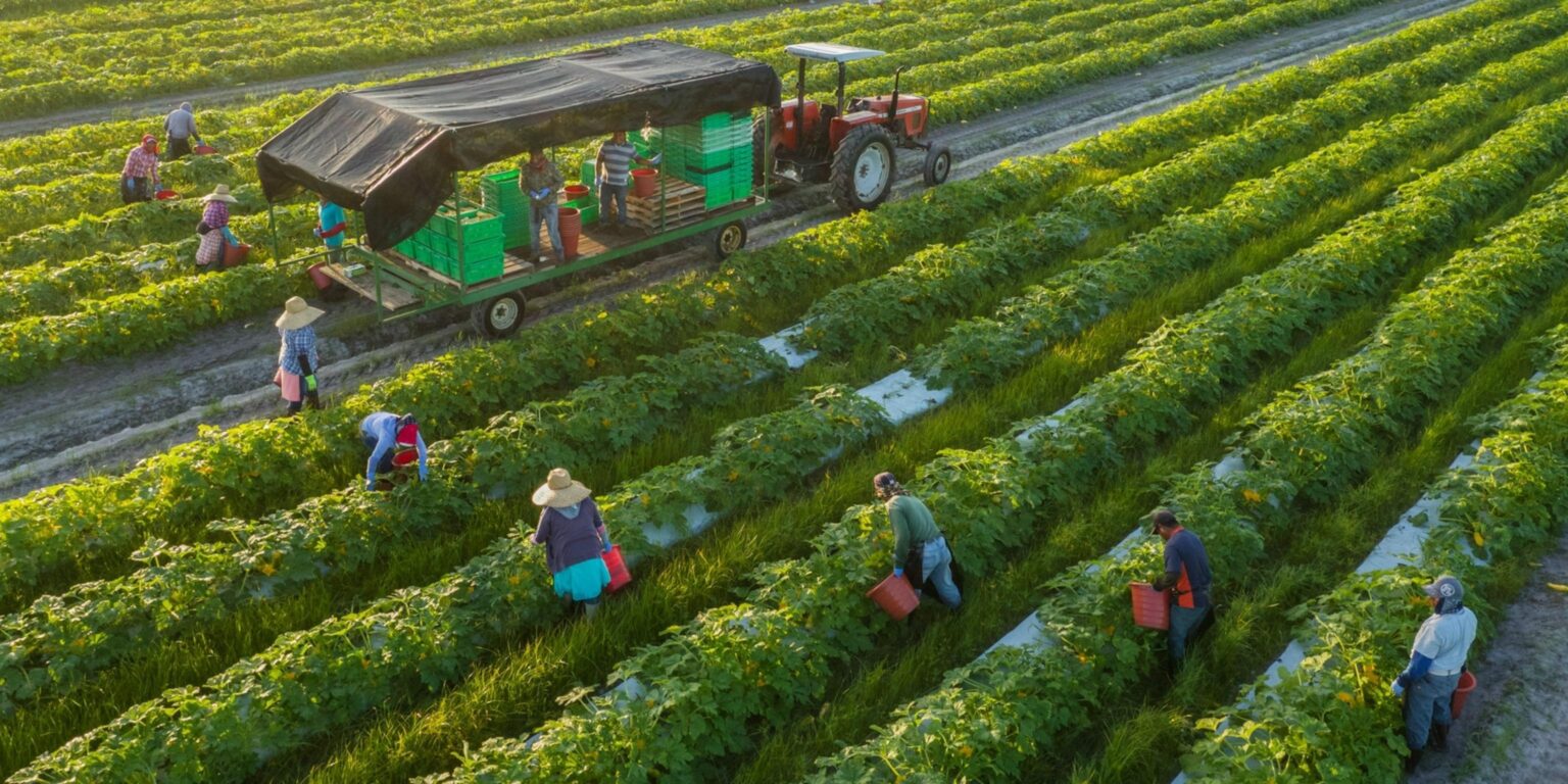 Empowering the Caribbean: The Case for Organic Farming