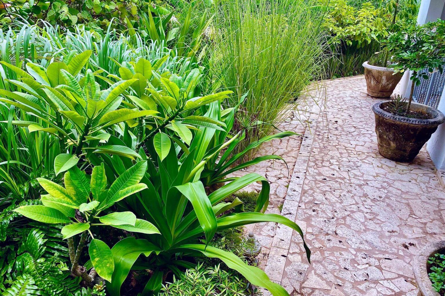 Creating a Caribbean Garden: Tips for Fruits, Veggies, and Blooms