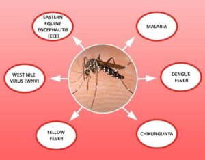 United Against Mosquito-Borne Illnesses: Caribbean’s Fight