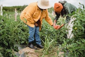 Embracing Local Farming: Sustainable Food in the Caribbean