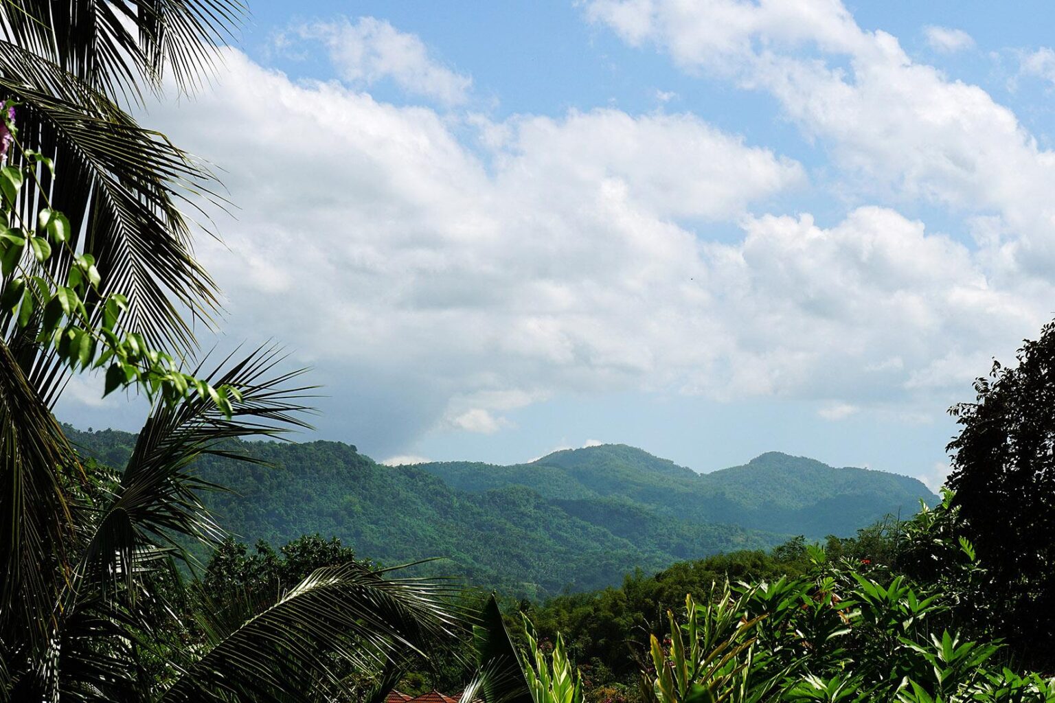 Unlocking Caribbean Forests: Vital Carbon Sinks for Climate Action Unlocking Caribbean Forests: Vital Carbon Sinks for Climate Action