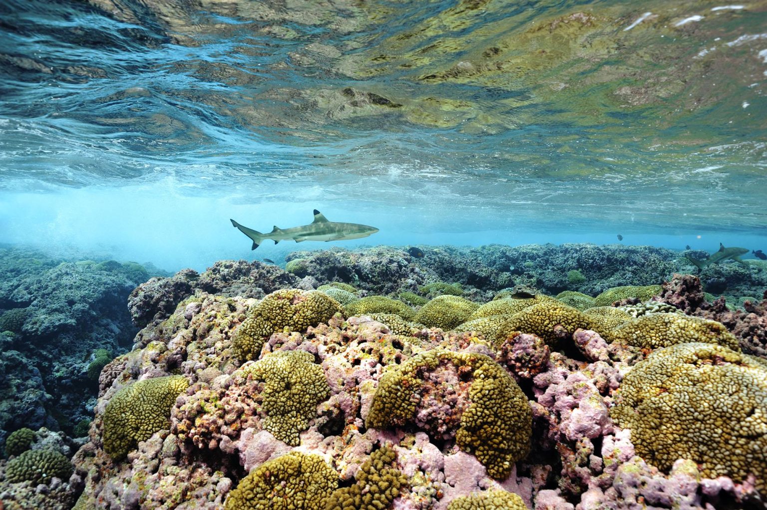 Marine Ecosystems Thrive: Inspiring Environmental Success Stories