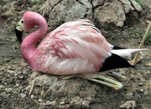 Conservation Efforts: Safeguarding Caribbean Endangered Species