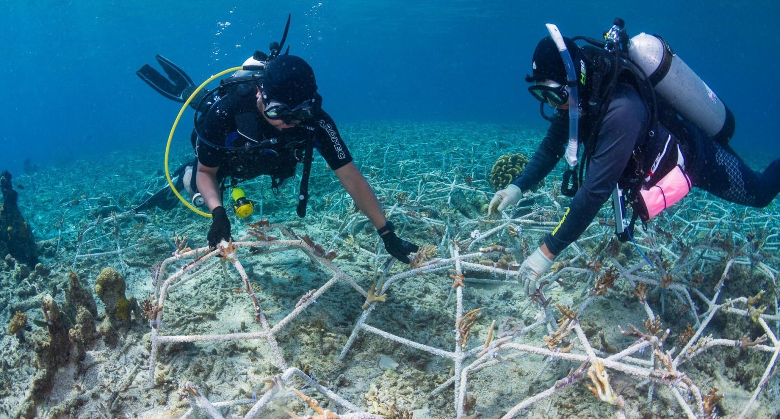 How Coral Reef Restoration Shields Coastlines from Storm Damage