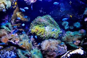 Celebrating Triumphs in Marine Ecosystem Conservation Efforts
