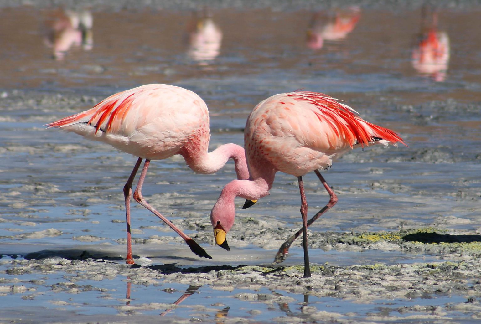 Wild Wonders: Discovering Island Life from Flamingos to Turtles