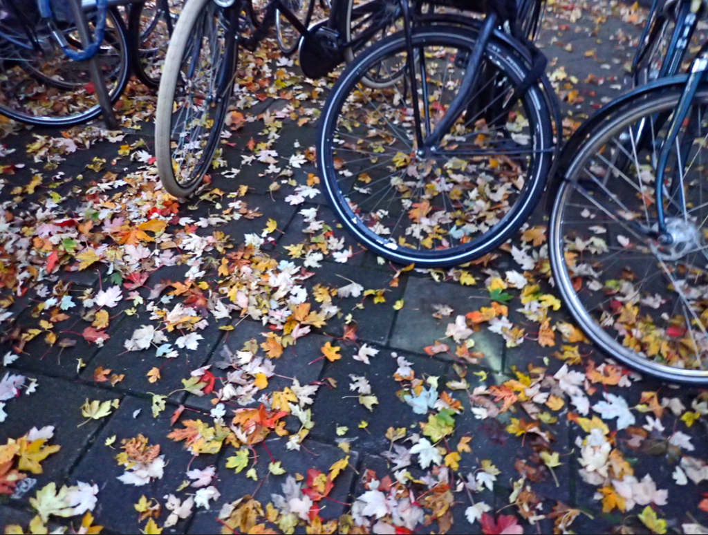 All the leaves are brown but autumn isn’t to blame