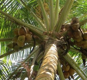Barbados and India Going Nuts Together With New Coconut Plant.