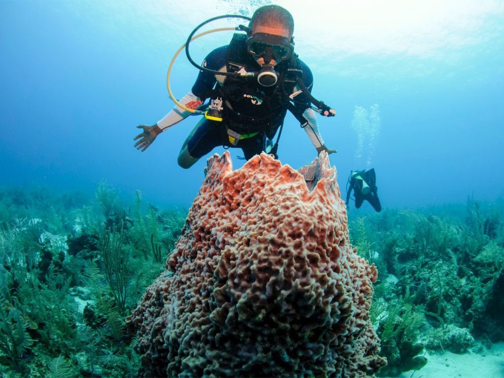 Belize Is Reinventing the Dive Festival With Legendary Reefs, Marine Conservation, and a Sustainability Mission