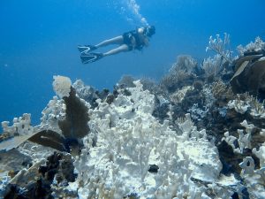 Coral bleaching ravages Caribbean reefs as aid falls short