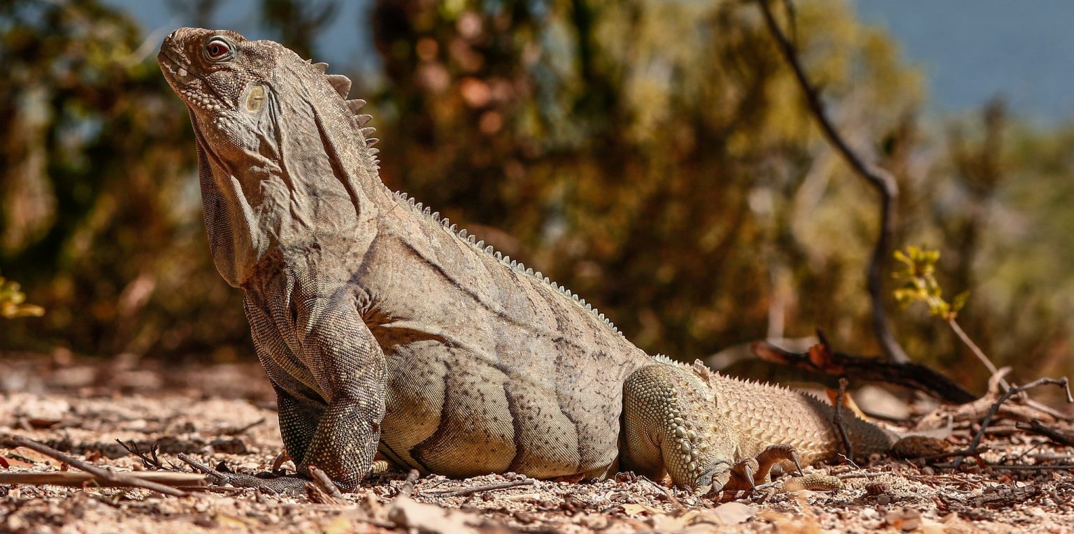 Endangered species in Independencia province