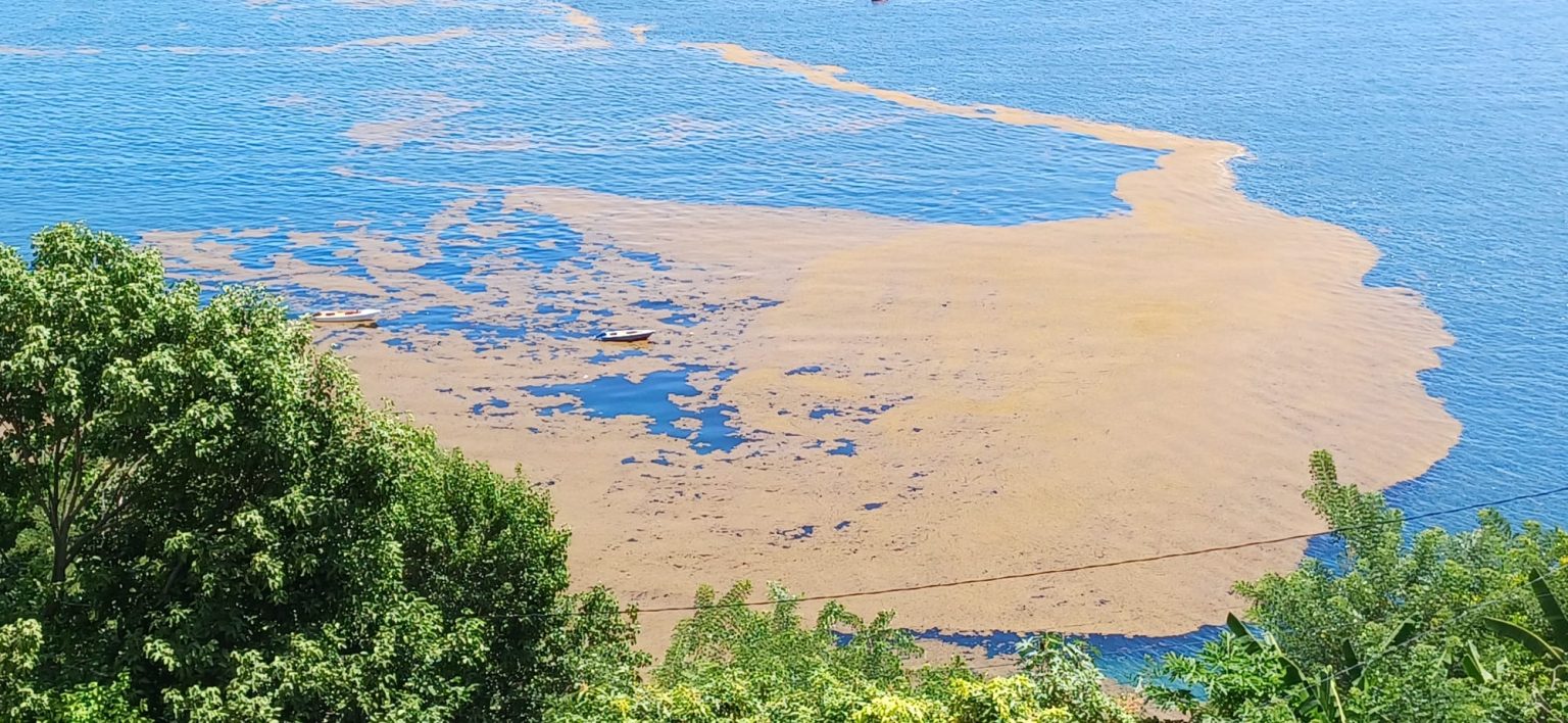 IN PICTURES: That’s Sargassum gason!