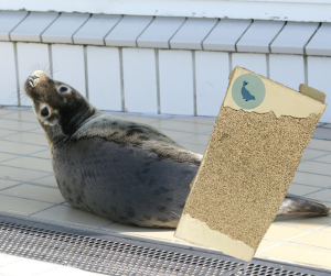 Japanese fans drive €10,000 auction for Pieterburen seal tiles