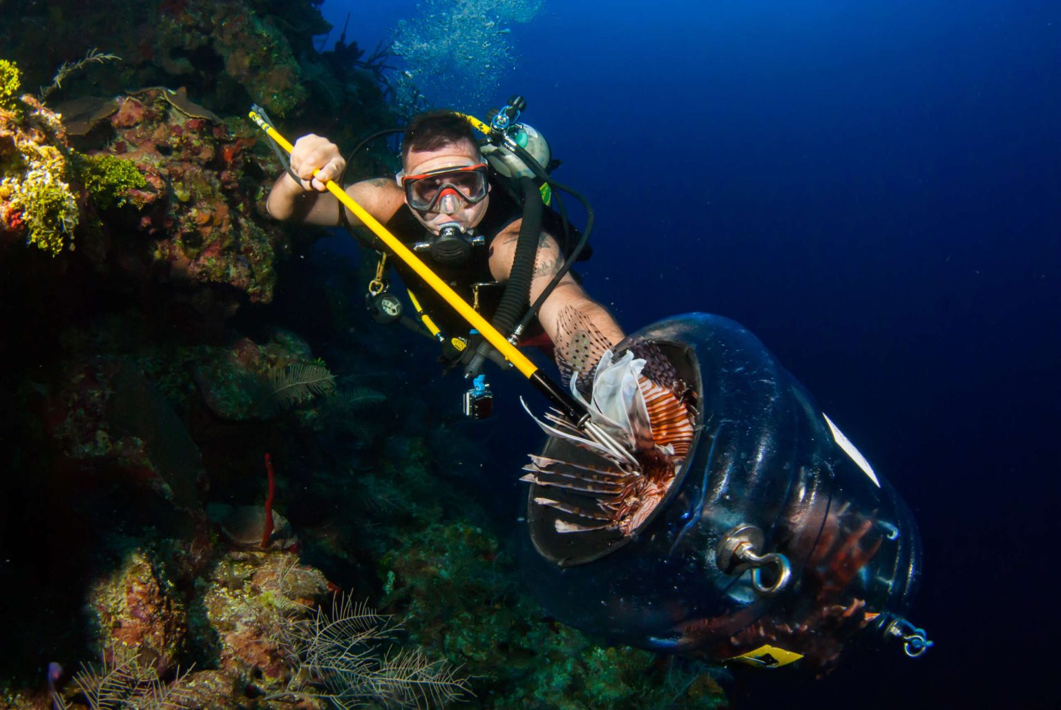 Lionfish numbers declining: The hunter is now the hunted
