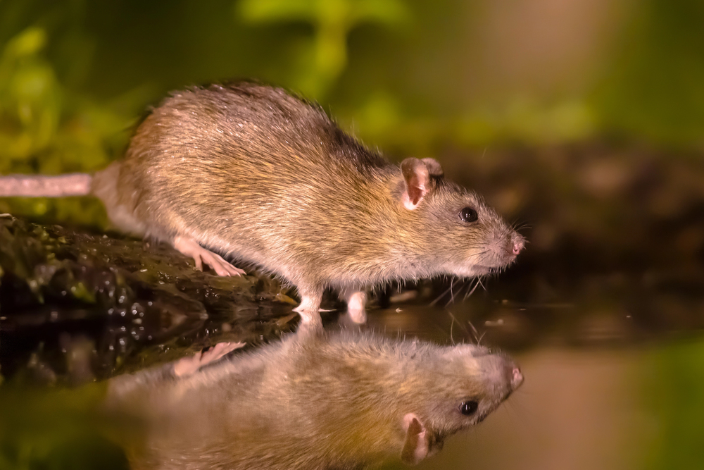 NVWA smells a rat as businesses take to illegal pest control NVWA smells a rat as businesses take to illegal pest control