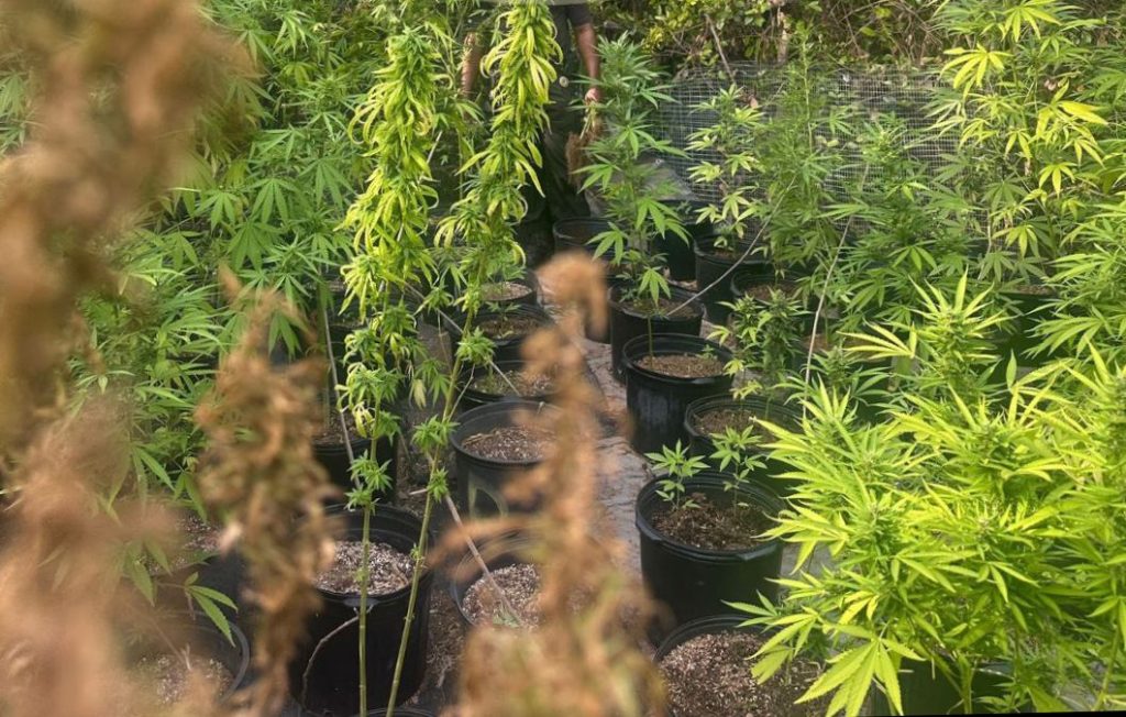 Police seize more than 200 cannabis plants from Blowing Point location – Anguilla Focus