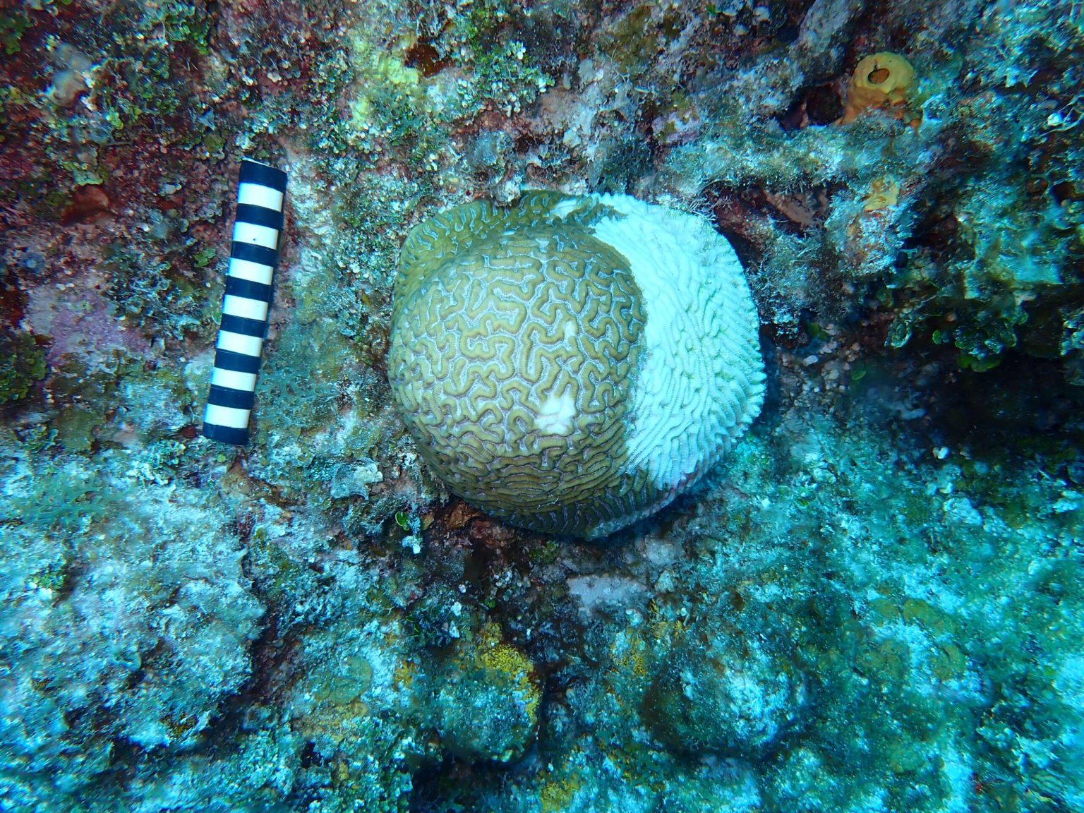 Deadly stony coral disease reaches Little Cayman