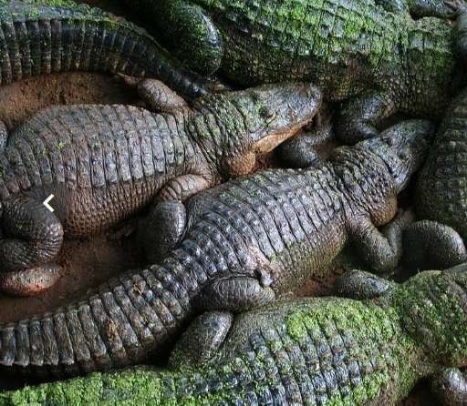 Florida’s Alligator Alcatraz Shuts Down Weeks After Opening. Florida’s Alligator Alcatraz Shuts Down Weeks After Opening.