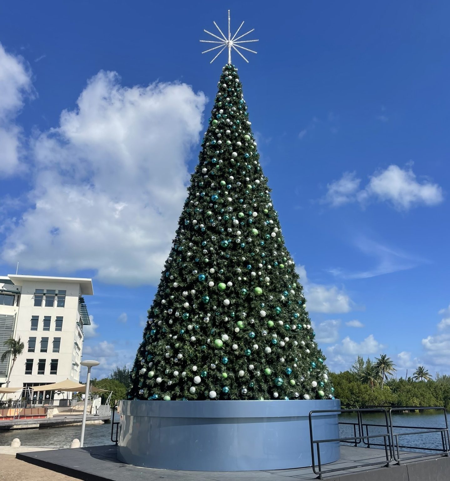 It’s September, but importers already thinking about Christmas trees