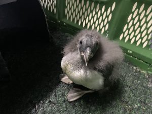 Smuggled puffin eggs hatch into 42 “chattering puffballs”