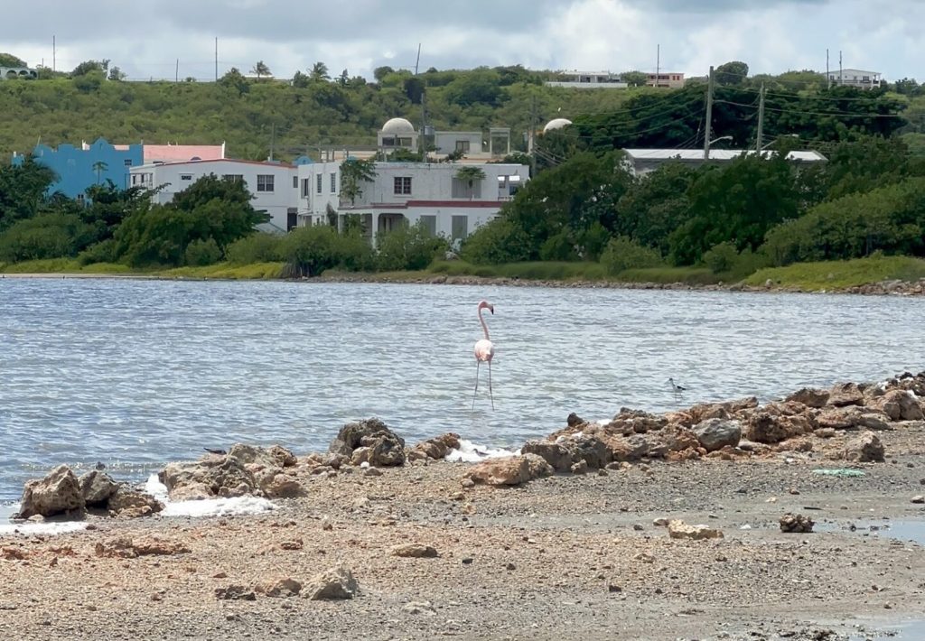Anguilla’s lone flamingo returns to the island’s wetlands for winter – Anguilla Focus Anguilla’s lone flamingo returns to the island’s wetlands for winter – Anguilla Focus