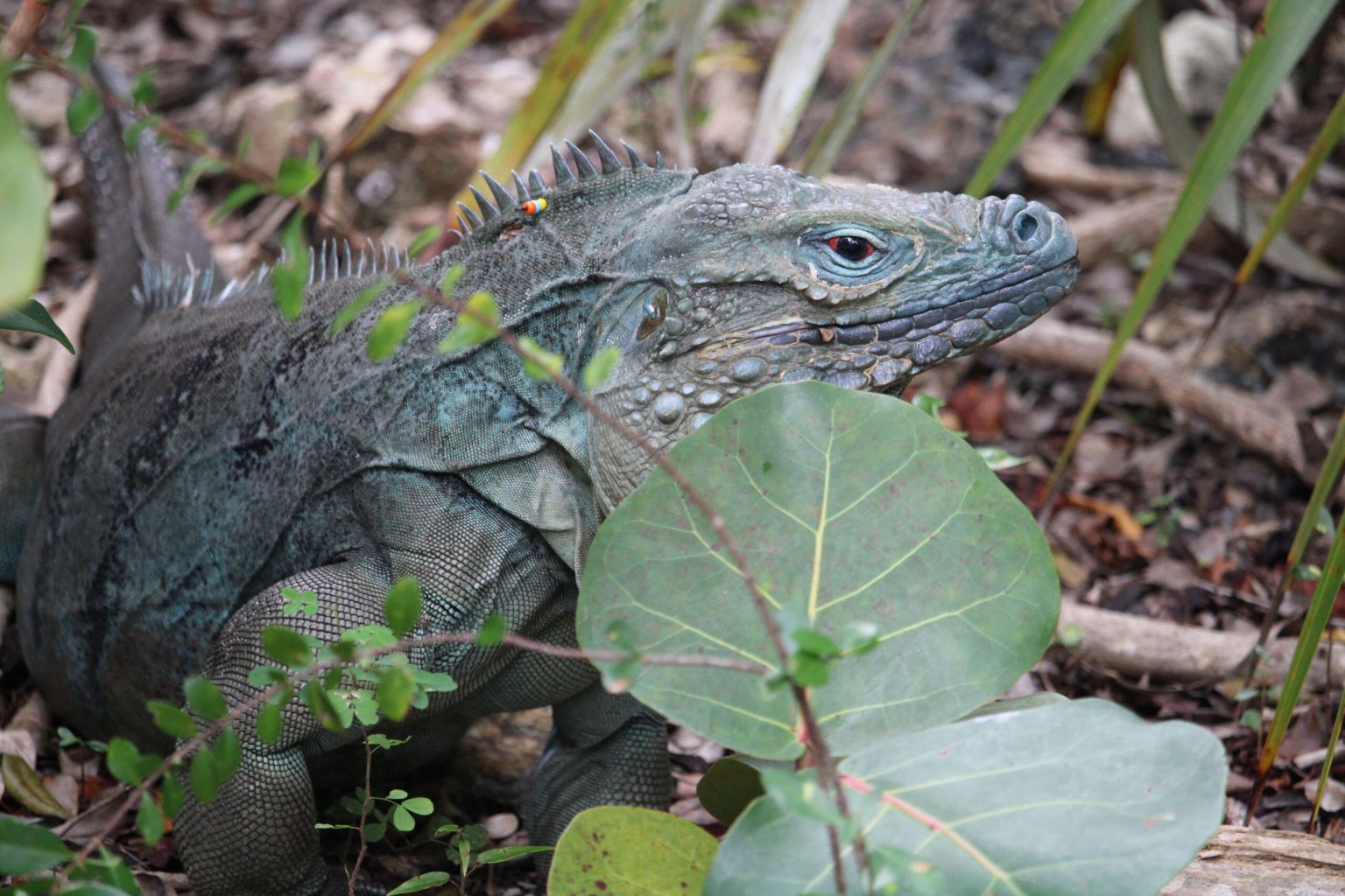 Cabinet removes blue iguana protection directive