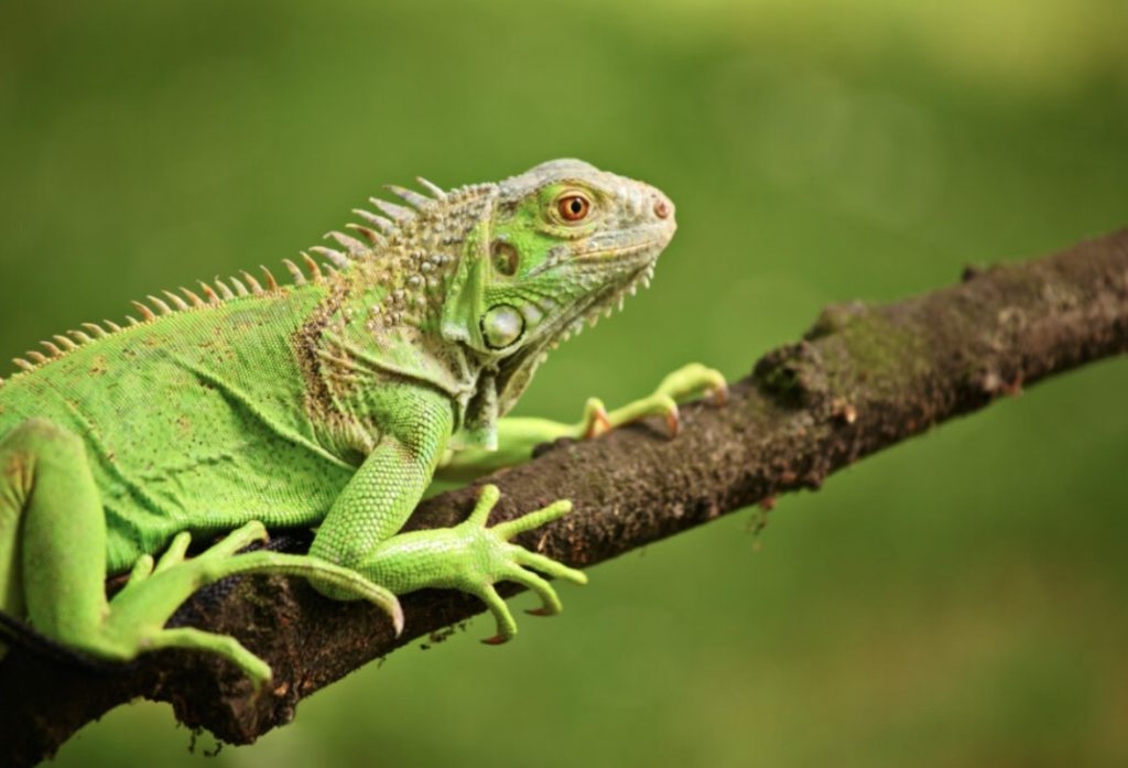 Forestry Department issues warning on illegal hunting during Creole Heritage Month