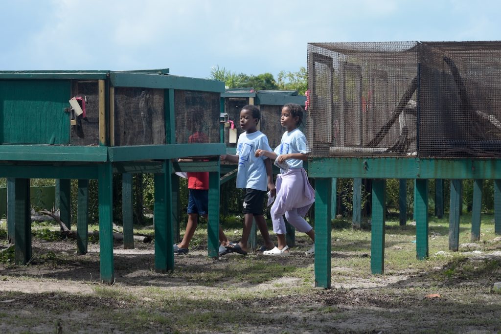 Music, games and fun at Iguana Fest