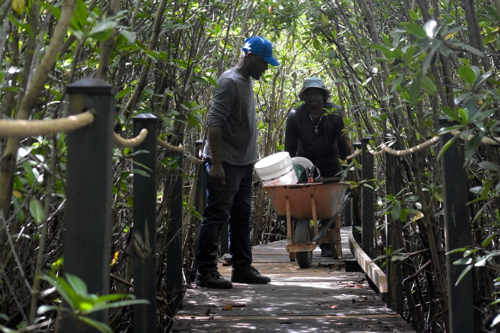 Project extends mangrove walk – The BVI Beacon