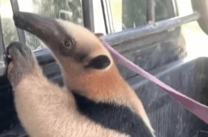 Rescued anteater in Verón to be exhibited at National Zoo after recovery