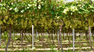 Agriculture begins table grape harvest in San Juan