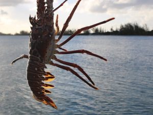 This Caribbean Island Is Gearing Up for Its Biggest Weekend of the Year — With Lobster