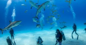 This Under-the-Radar Caribbean Island Has Reef Sharks, Beach Bungalows, and a Different Kind of Dive Resort