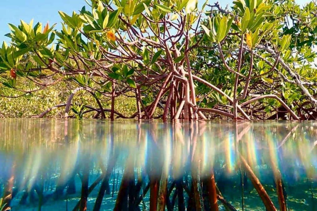 Winners announced for Seas & Scenes: Love the Caribbean photo contest 2025 | THE DAILY HERALD