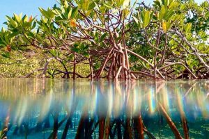 Winners announced for Seas & Scenes: Love the Caribbean photo contest 2025 | THE DAILY HERALD