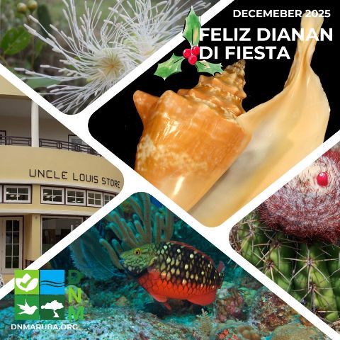 Directie Natuur en Milieu (DNM) lo ta cera pa e temporada di dianan di fiesta – Aruba Native Directie Natuur en Milieu (DNM) lo ta cera pa e temporada di dianan di fiesta – Aruba Native
