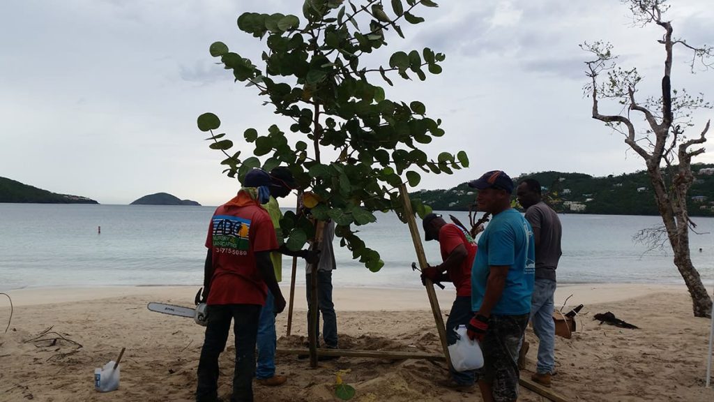 Free Tree Giveaway and Festive 4-Mile Walk