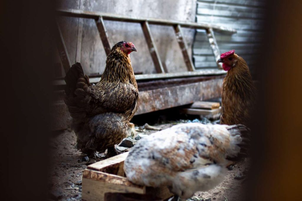 Multi-agency response launched as bird flu detected in Cayman